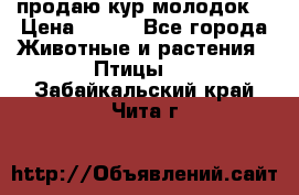 продаю кур молодок. › Цена ­ 320 - Все города Животные и растения » Птицы   . Забайкальский край,Чита г.